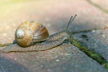 A snail crawls on the ground. a shelled gastropod.