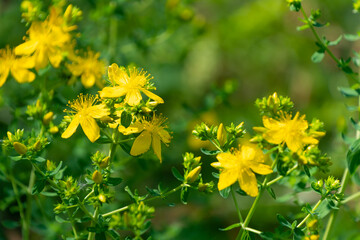 Yellow flowers of Hypericum perforatum. St John's worth.