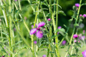 Carduus crispus in the meadow. the curly plumeless thistle
