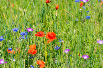 Wild flowers in the meadow. Summer bloom. Floral background.