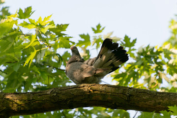 Wood pigeon sits on a branch. Birds in the wild.