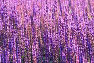 Beautiful purple flowers of Salvia nemorosa. the woodland sage, Balkan cleary, blue sage, wild sage.