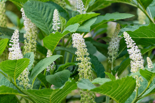 White flowers of Phytolacca acinosa, close-up. the Indian pokeweed.