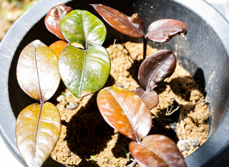 starting plants in pot, Mangus plants,  plants grow, agriculture 