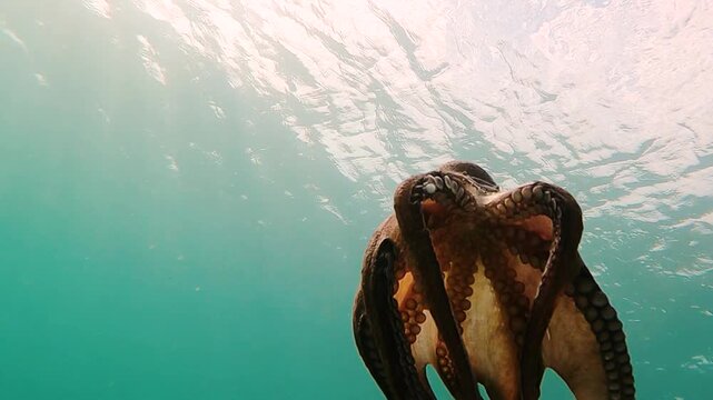Wild octopus swim underwater in mediterranean sea. Octopuses swimming in slow motion. One octopus at the sea.