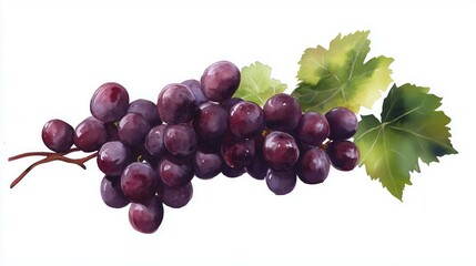 Fototapeta premium Vivid illustration of a bunch of dark purple grapes with green leaves, capturing the rich colors and textures, ideal for culinary and agricultural themes.
