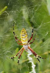 草地に一際鮮やかな黄色いシマシマナガコガネグモの雌（自然光マクロ接写）