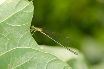 アジアイトトンボの未成熟♀成虫（側面・自然光＋ストロボ、マクロ接写撮影