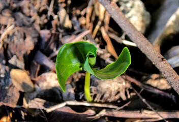 Selective focus of green wild small unique decorative or ornamental taro leaf or caladium sprout or bud in spiral or pinwheel shape amidst ruins depicts or symbolizes struggle, beauty amidst chaos