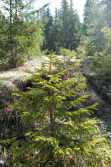 Natural landscape of rocky waterfall creek among green forest park and snowcapped mountain ridge