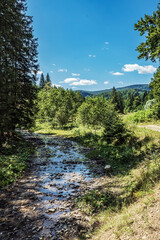 Landscapes - Forest - Europe, Romania, Suceava region