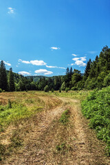 Landscapes - Forest - Europe, Romania, Suceava region