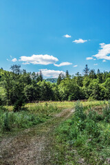 Landscapes - Forest - Europe, Romania, Suceava region