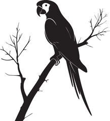 black and white parrot