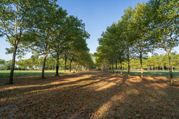 Summer landscape view of alley of plane trees in Castries castle park, Herault, France