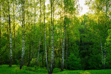 Grove of birches with young green leaves at sunset or sunrise in spring or summer.