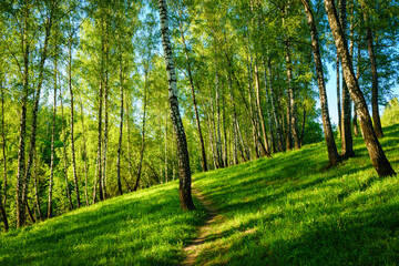 Grove of birches with young green leaves at sunset or sunrise in spring or summer.