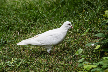 Feral pigeon feeding in the garden 