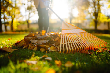 Raking fallen leaves. The gardener cleans the lawn from leaves with a metal fan rake. Working with a fan rake in an orchard. Lawn and orchard care in autumn on a sunny day.