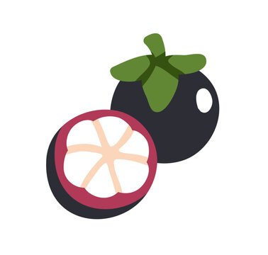 Mangosteen, cut half piece and whole fruit. Exotic tropical mangosten cross-section, ripe flesh. Healthy natural vitamin food, eating. Flat graphic vector illustration isolated on white background