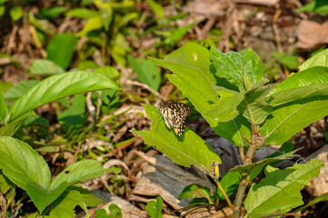 Idea leuconoe macro photo. Beautiful butterfly in nature