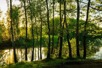 Obraz premium Sunrise or sunset near the pond with birches on a sunny summer day.