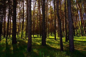 Sunbeams streaming through the pine trees and illuminating the young green foliage on the bushes in the pine forest in spring.