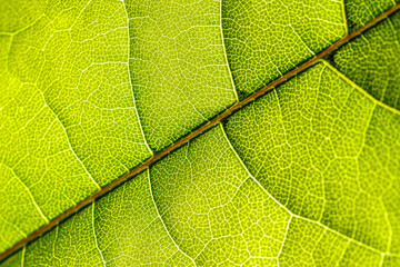 Macro shot of a leaf. Foliage nature background.