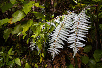 close up on a leaves of silver fern in new zealand temperate rainforest near picton, south island
