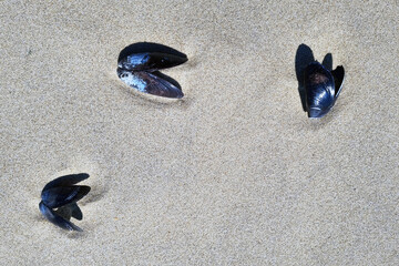 Seashells and Sand: Nature's Coastal Art for Backgrounds, Stock Photography, and Beach-Themed...