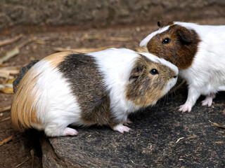 Closeup of two brown en white guinea pigs (Cavia porcellus) on ground seen from profile