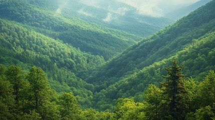 Fototapeta premium Thick forests and green thickets covering the hills and valleys, creating the impression of huge 