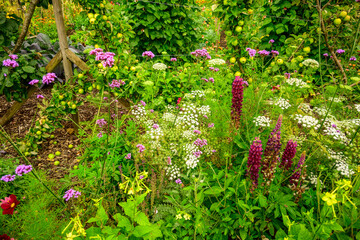 flowers in scottish castle garden suitable as background or backdrop room for text