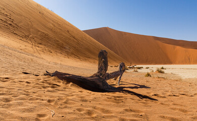 Namib Dünen mit Baumstumpf