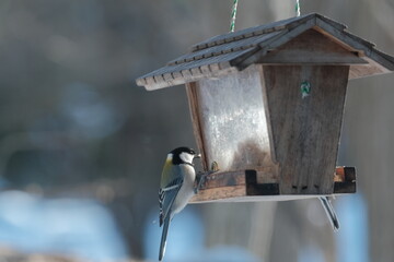 Bird on a feeder in Japan hokkaido