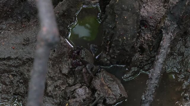 Tree climbing crab moving slowly on the muddy floors of the mangrove wetlands, close up shot.
