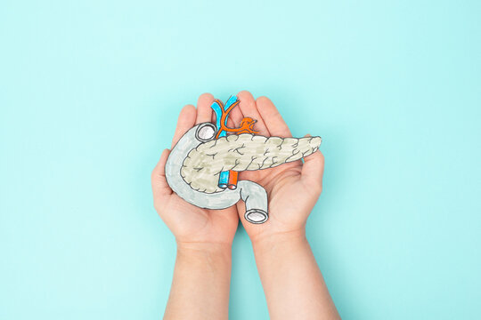 Pancreas organ, digestive and endocrine system of vertebrates, regulation of blood sugar levels, insulin hormones, diabetes mellitus and cancer
