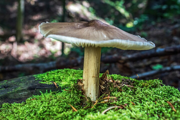Macro  - Forest - Europe, Romania, Suceava region