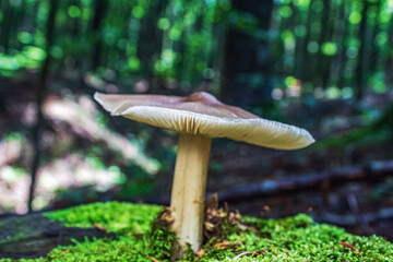 Macro  - Forest - Europe, Romania, Suceava region