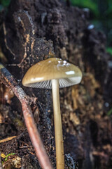 Macro  - Forest - Europe, Romania, Suceava region