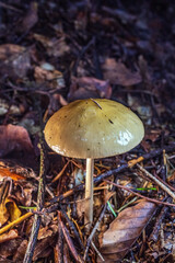 Macro  - Forest - Europe, Romania, Suceava region