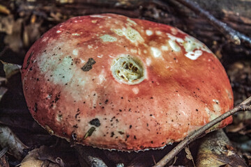 Macro  - Forest - Europe, Romania, Suceava region