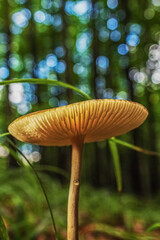 Macro  - Forest - Europe, Romania, Suceava region