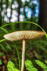 Macro  - Forest - Europe, Romania, Suceava region
