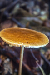 Macro  - Forest - Europe, Romania, Suceava region