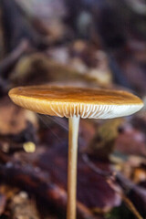 Macro  - Forest - Europe, Romania, Suceava region