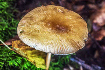 Macro  - Forest - Europe, Romania, Suceava region