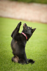 Summer portrait of dog. He is so cute in the nature. He has so lovely face	