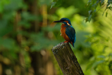 Common kingfisher (Alcedo atthis) sitting on a tree stump