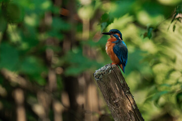 Common kingfisher (Alcedo atthis) sitting on a tree stump